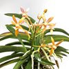 Neofinetia falcata amami-island